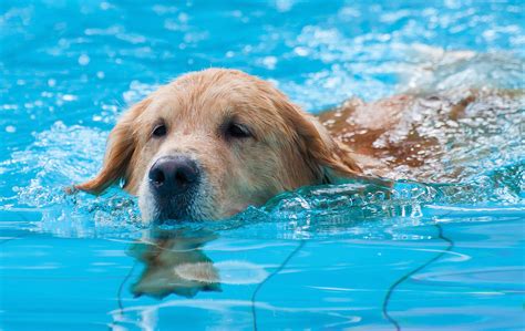 Aquatic Therapy For Pets