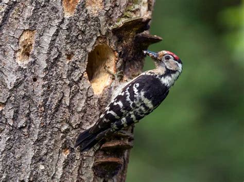 Wildlife Watch Lesser Spotted Woodpecker Saga