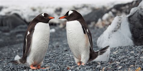 Two Gay Penguins Are Adopting An Egg • Instinct Magazine