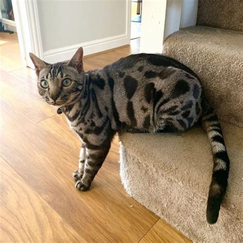 Silver Bengal Cat Geneticsprice And Breeders Lists With Pictures