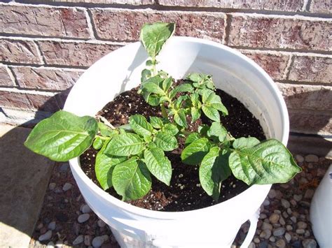 Growing Red Potatoes In A 5 Gallon Bucket Growing