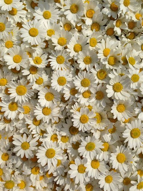 Papatya Flower Aesthetic Daisy Wallpaper Beautiful Flowers