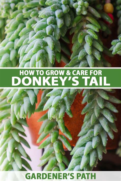 How To Grow And Care For Donkeys Tail Succulents Gardeners Path