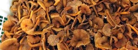 Learning About Wild Mushroom Foraging from MycoLogical Natural Products