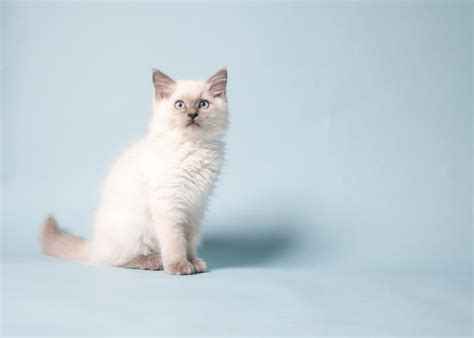 Caring For A Ragdoll Cat