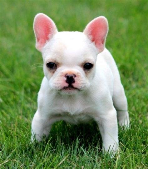 The home of the world's most exquisite teacup french bulldog puppies for sale. Teacup French Bulldog Puppy Photos | Puppies