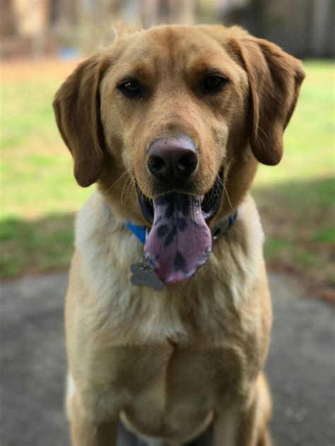 Golden Retriever Mixed With Lab Lucky Retriever Mix Golden