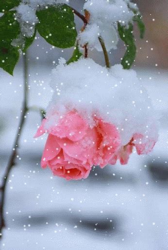 Frozen Pink Roses Pink Winter Animated Snow Roses Cold  Frozen Ice