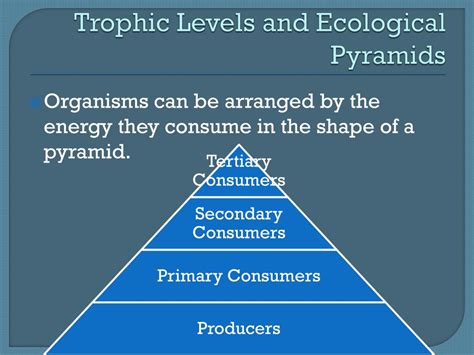 Ppt Trophic Levels Energy Flow Powerpoint Presentation Free Download Id
