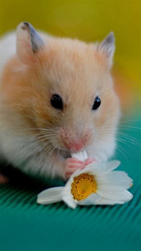 Hamster Hd Wallpaper Enwallpaper