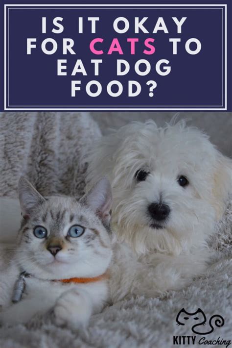 Cats eating dog food is actually worse than the other way around. Is it Okay for Cats to Eat Dog Food? (2018)
