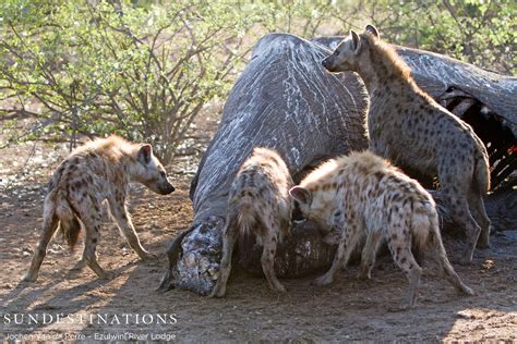 Hyenas Feed On Fallen Giant Shoshangane