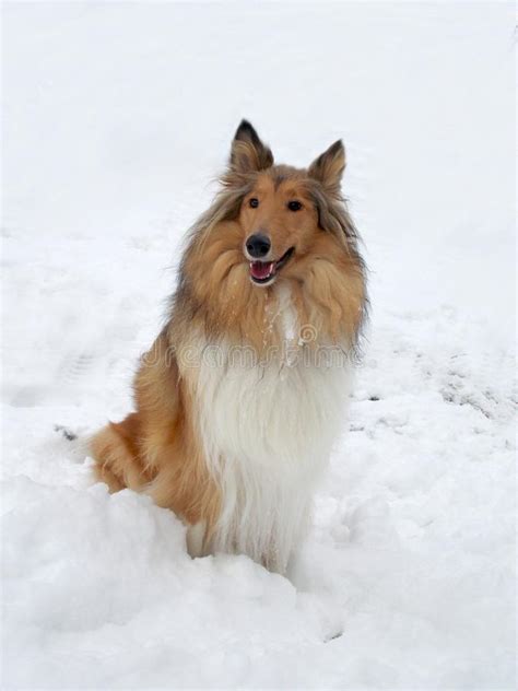 Collie Dog In Winter Stock Image Image Of Time Frozen 49492051