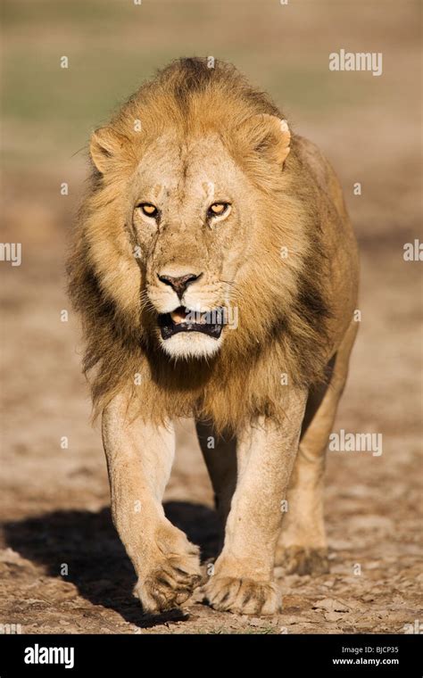Lion Prowling Hi Res Stock Photography And Images Alamy