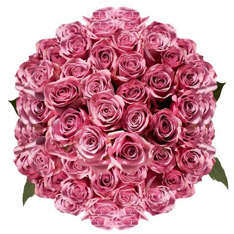 Globalrose Lavender Cool Water Roses Fresh Flower Delivery 150 Extra