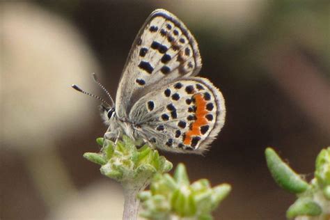El Segundo Blue Butterfly Identification Facts And Pictures