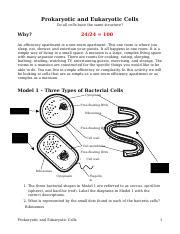 When different cells were checked by scientists under the electron microscope, they found that all the cells are not similar internally. Prokaryotic And Eukaryotic Cells Worksheet Answer Key