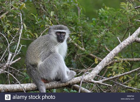 Grivet Monkey Savanna Monkey Green Monkey Vervet Monkey