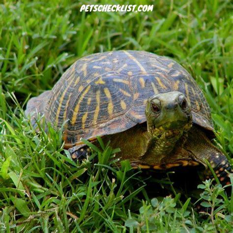 What To Consider When Getting An Eastern Box Turtle As A Pet Patchpets