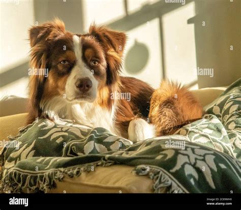A Red Australian Shepherd Laying On The Couch Stock Photo Alamy