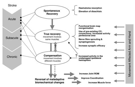 The following section describes different ability levels of the hand following a stroke. Declarative model of motor recovery after stroke. (CC ...