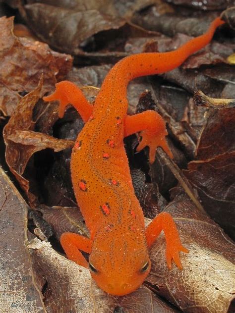 The Red Eft Is The Terrestrial Juvenile Phase Of The Red Spotted Newt