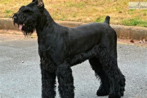 Schnauzer Giant Puppy For Sale Near Atlanta Georgia 1829164e Fc61