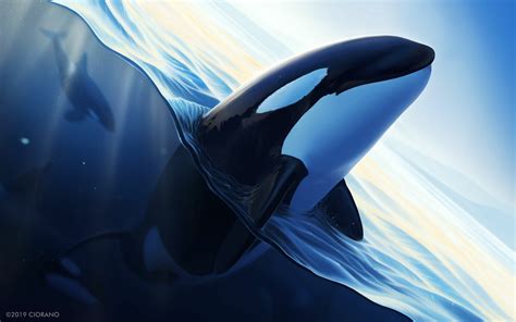 Animal Orca Hd Wallpaper By Ekateruna Kelyukh