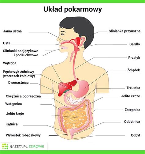 Uk Ad Pokarmowy Infozdrowie Pl