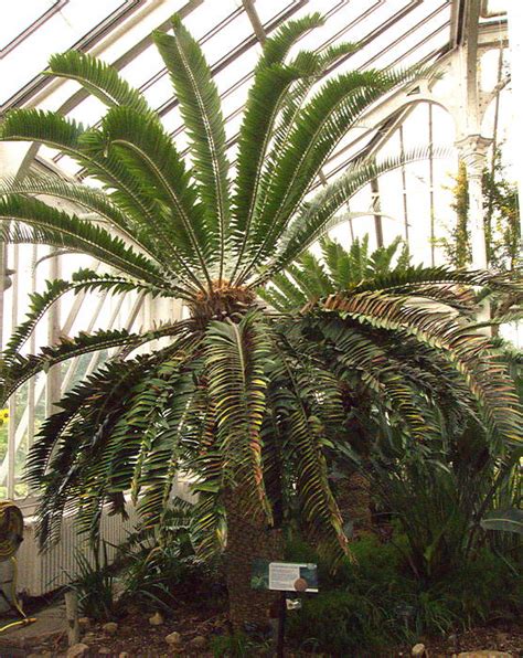 Order Cycadales Cycads