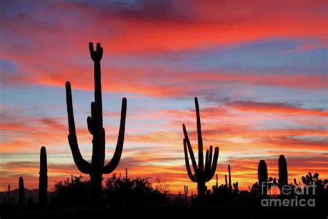 A Sonoran Desert Sunset Photograph By Douglas Taylor Fine Art America