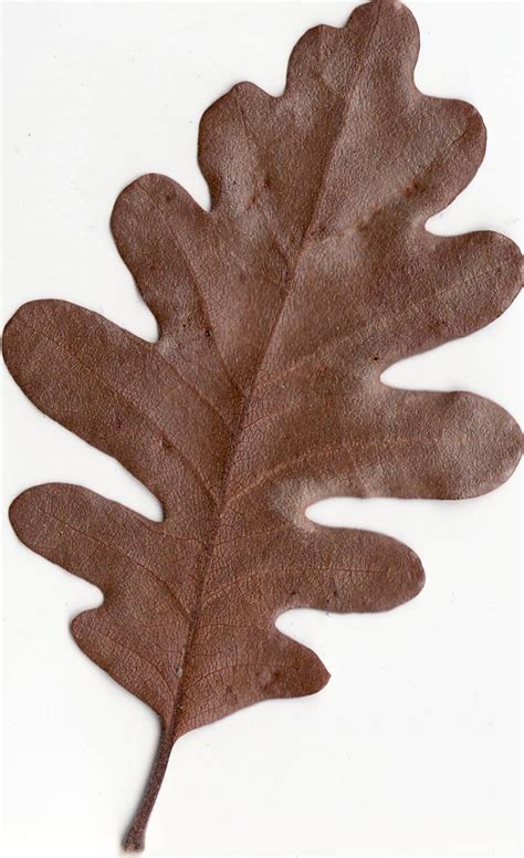 Fileautumn Gambel Oak Leaf Wikipedia