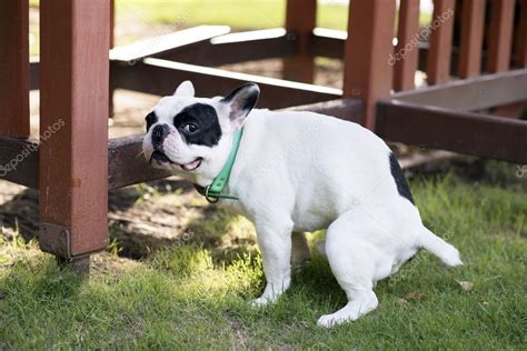 French Bulldog Pooping Grass Field Stock Photo By 54 Off