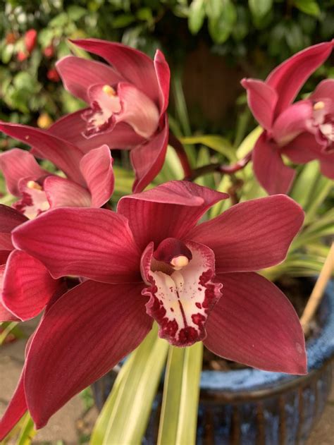 Cymbidium Orchid