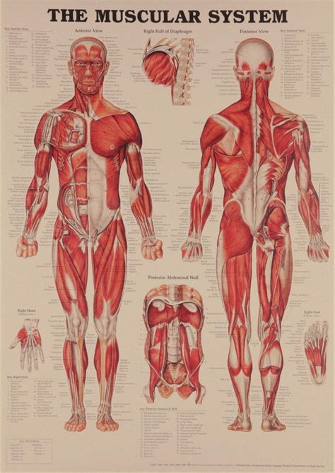 Human Body Structure Anatomy Chart Pop Poster Decorative