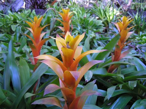Peanut perennial florida nursery mart. Top 10 subtropical groundcovers - GardenDrum