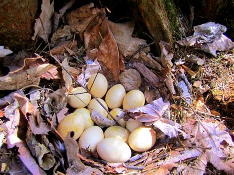 Ruffed Grouse Nest With Eggs Grouse Egg Pictures Birds Images
