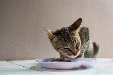 Combien De Temps Peut Vivre Un Combattant Sans Manger - Combien de temps un chat peut-il rester sans manger?