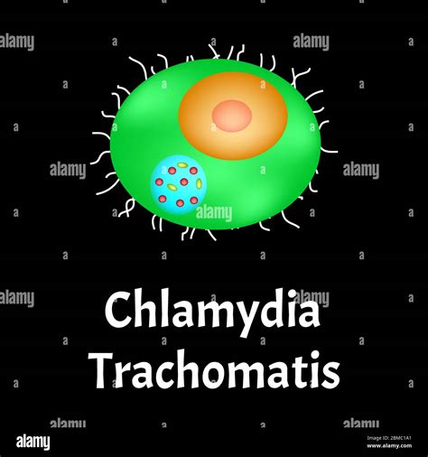 Chlamydia Trachomatis Banque Dimages Vectorielles Alamy