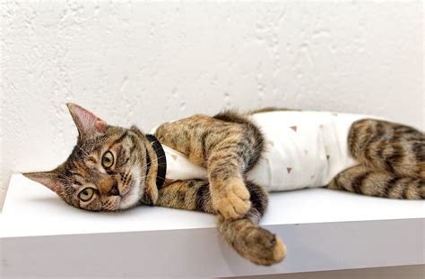 The Health Benefits Of Neutering A Cat Advanced Care Veterinary Hospital
