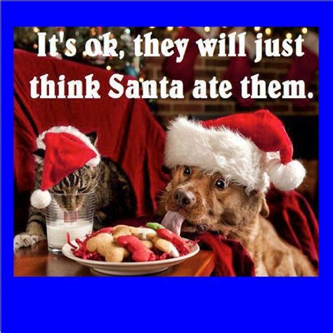 Funny Christmas Memes Clean Pet Holiday Christmas
