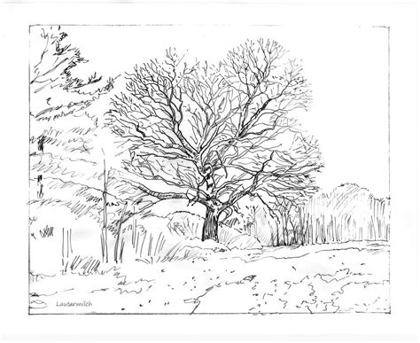 Oak Tree In Winter Snow Drawing By John Lautermilch