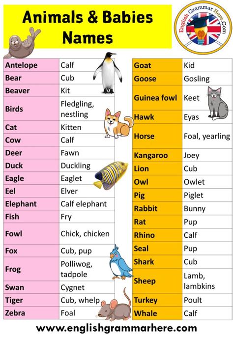 Animals Babies Names Animals And Their Young Ones Definition And