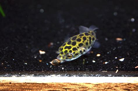 Photo 2 Green Spotted Puffer Munching On A Snail