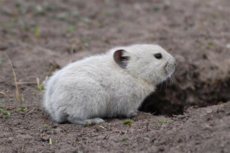 Ochotona Leporidae