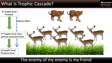 What Is A Trophic Cascade Top Down Vs Bottom Up Explained In 3 Minute