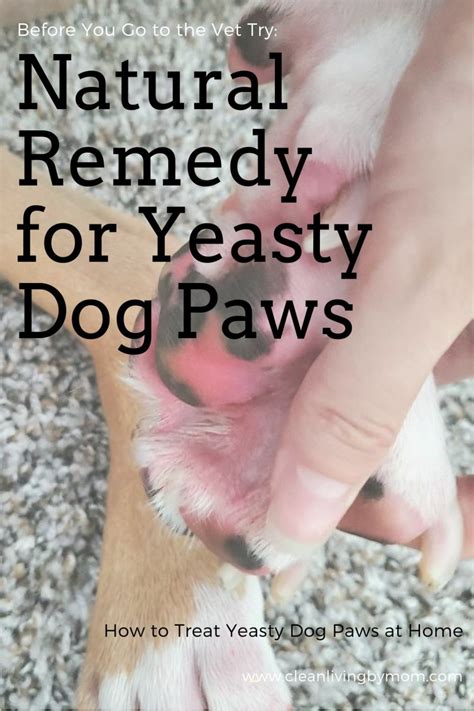 How To Treat Yeasty Dog Paws Naturally Artofit