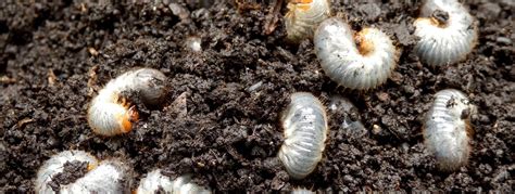 White Grubs In Garden Facts Diet Habitat And Life Cycle