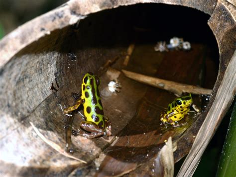 Til Poison Dart Frogs Are Poisonous Due To The Diet Frogs Raised In