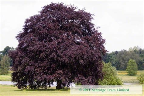 Copper Beech Trees Buy Online Ashridge Nurseries